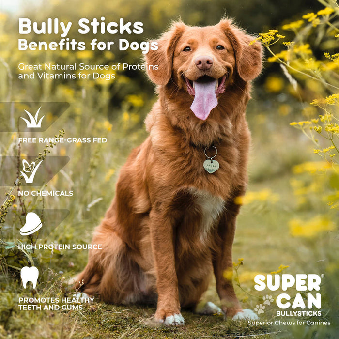 Supercan 6" Braided Bully Sticks