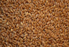 TCF Wheat
