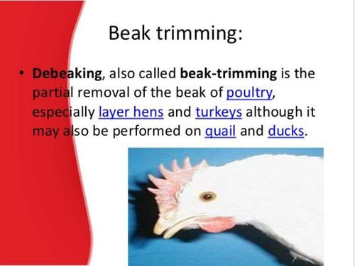 Beak Trimming