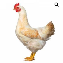 Townline Hatchery Amberlink Chicks