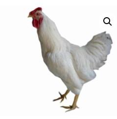 Townline Hatchery Amberlink Chicks