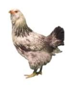 Townline Hatchery Americana Chicks