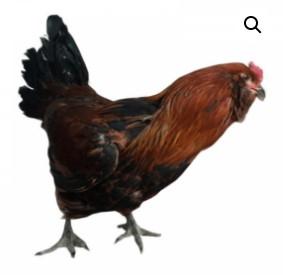 Townline Hatchery Americana Chicks