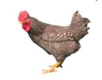 Townline Hatchery Barred Rock Chicks