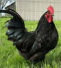 Townline Hatchery Black Australorp Chicks