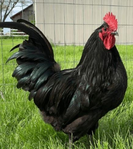 Townline Hatchery Black Australorp Chicks