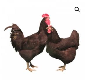 Townline Hatchery Black Jersey Giant Chicks