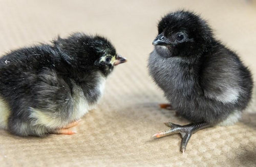 Townline Hatchery Black Jersey Giant Chicks