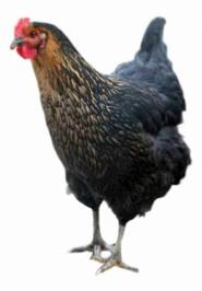 Townline Hatchery Black Sex Link Chicks