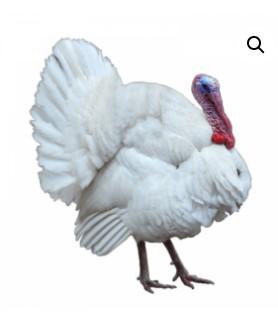 Townline Hatchery Broad Breasted White Turkey - New Era, MI