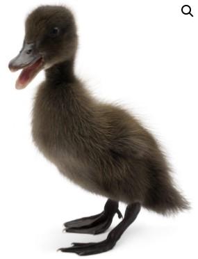 Townline Hatchery Cayuga Ducks