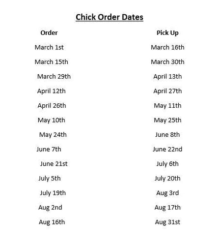 Townline Hatchery Cayuga Ducks