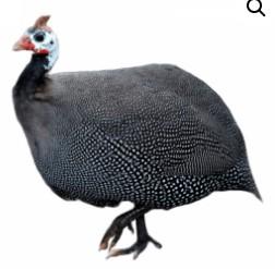 Townline Hatchery French Pearl Guinea