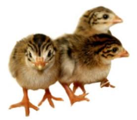 Townline Hatchery French Pearl Guinea