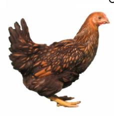 Townline Hatchery Golden Laced Wyandotte
