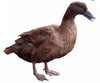 Townline Hatchery Khaki Campbell Ducks