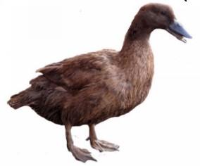 Townline Hatchery Khaki Campbell Ducks