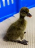 Townline Hatchery Khaki Campbell Ducks