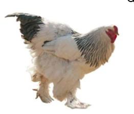 Townline Hatchery Light Brahma Chicks