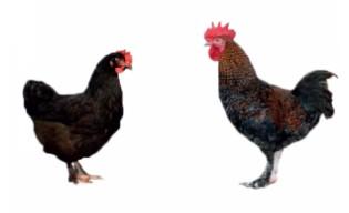 Townline Hatchery Mystic Maran Chicks