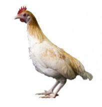 Townline Hatchery Old English Bantam Chicks