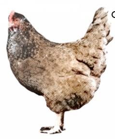 Townline Hatchery Olive Egger Chicks