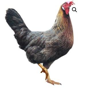 Townline Hatchery Pearl Star Leghorn Chicks