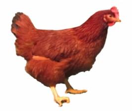 Townline Hatchery Rhode Island Red Chicks