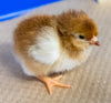 Townline Hatchery Rhode Island Red Chicks