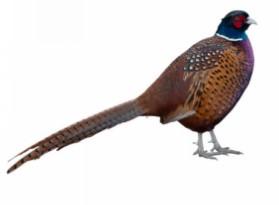 Townline Hatchery Ring Neck Pheasants