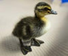 Townline Hatchery Rouen Ducks