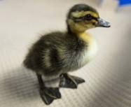 Townline Hatchery Rouen Ducks