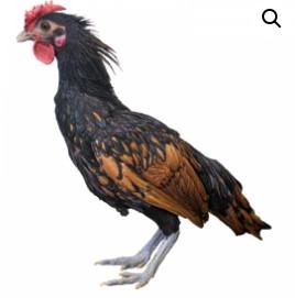 Townline Hatchery Sebright Bantam Chicks - New Era, MI - Montague