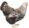 Townline Hatchery Silver Laced Wyandotte