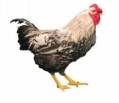 Townline Hatchery Silver Laced Wyandotte