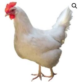 Townline Hatchery White Leghorn Chicks