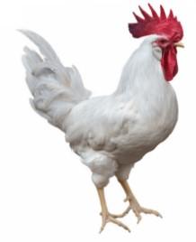 Townline Hatchery White Leghorn Chicks