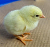 Townline Hatchery White Leghorn Chicks