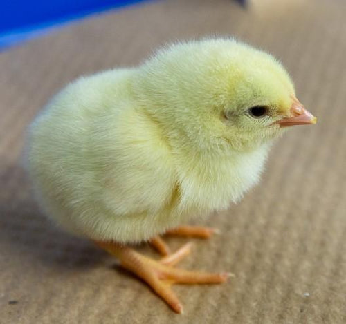 Townline Hatchery White Leghorn Chicks