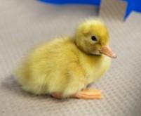 Townline Hatchery White Pekin Ducks