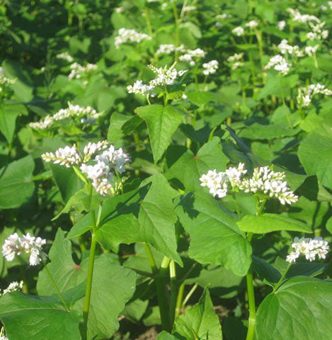 Standish Milling Buckwheat Bulk Plot