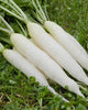 Standish Milling Eco Till Radish Bulk Plot