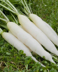 Standish Milling Eco Till Radish Bulk Plot