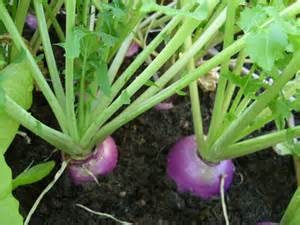 Standish Milling Purple Top Turnip Bulk Plot
