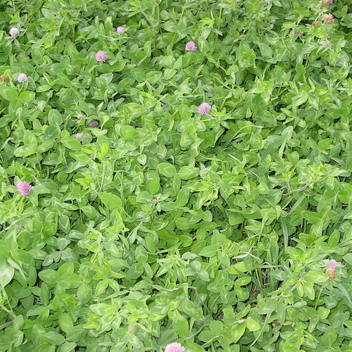 Standish Milling White Clover Bulk Plot