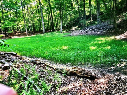 Antler King Game Changer Clover