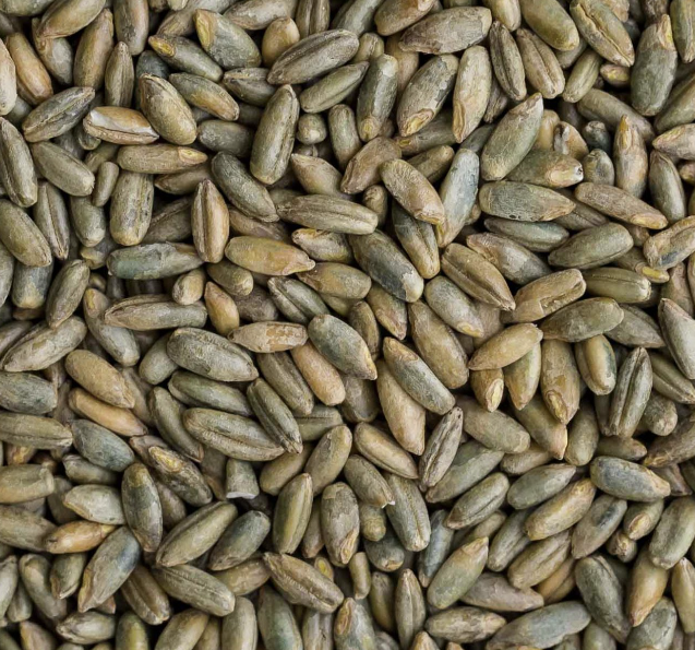 TCF Field Rye