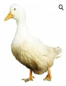 Townline Hatchery White Pekin Ducks (Straight Run (Mix))