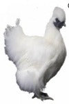 Townline Hatchery White Silkie Bantam Chicks