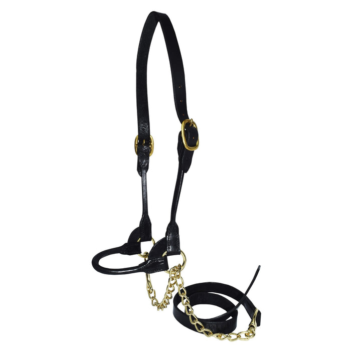 Hamilton Rolled Leather Show Halter with Control Chain, Double Buckle Crown & Lead